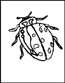 Bug coloring pages
