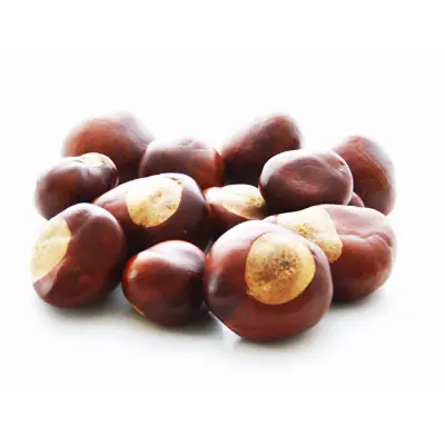 ediable chestnut in pod and sweet chestnut tree