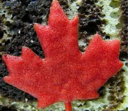 foam mapleleaf magnet