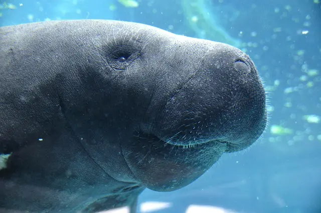 manatee